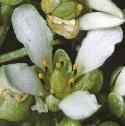 fcommonfloscurvygrass