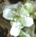 fcommonflowartcress