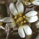 fcommonflowhitlowgrass