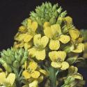 fcommonflowintercress