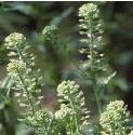 fcommonflospepperwort