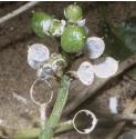fcommonflosscurvygrass