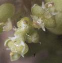 fcommonfloswartcress
