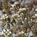 fcommonfloswhitlowgrass