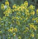 fcommonfloswintercress