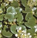 fcommonfolscurvygrass