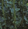 fcommonfolwintercress