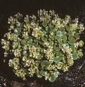 fcommonforscurvygrass
