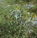 fcommonforwintercress