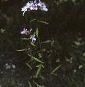 fcoralrootforbittercress