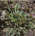 fcotswoldfolpennycress