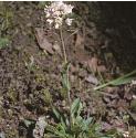 fcotswoldforpennycress
