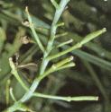 fcreepingfruyellowcress
