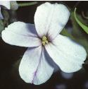 fdamesfloviolet