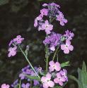 fdamesflosviolet