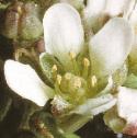 fearlyfloscurvygrass