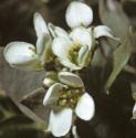 fearlyflosscurvygrass