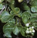 fearlyfolscurvygrass