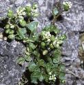 fearlyforscurvygrass