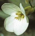 fgardenfloarabis