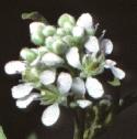 fgardenflocress