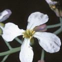 fgardenfloradish1
