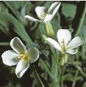 fgardenflosarabis