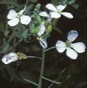 fgardenflosradish1