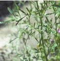 fgardenfolcress
