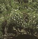 fgardenforarabis