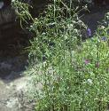 fgardenforcress