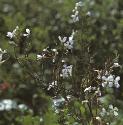 fgardenforradish1