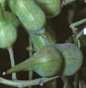 fgardenfruradish1