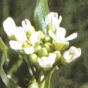 fgarlicflopennycress