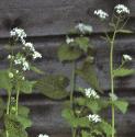 fgarlicflosmustard