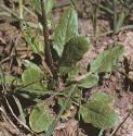 fgarlicfolpennycress