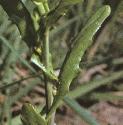 fgarlicfoltpennycress