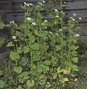 fgarlicformustard