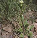 fgarlicforpennycress