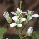 fhairyflobittercress