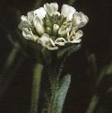 fhairyflorockcress