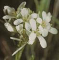 fhairyflosrockcress