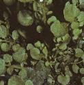 fhairyfolbittercress