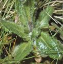fhairyfolrockcress