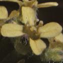 fhedgeflotmustard