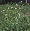fhedgeformustard