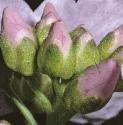 fladysflobudssmock