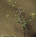 fmarshforyellowcress