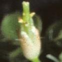 fnewfrujuvzealandbittercress