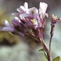 frosyflocress